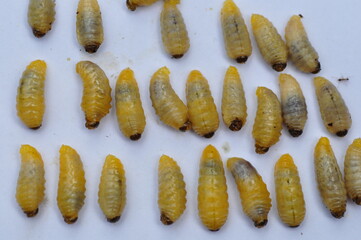 Fish bait