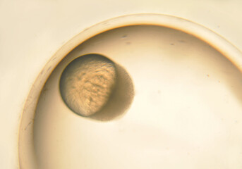 fertilised fish egg