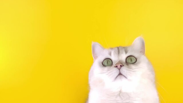 Close up of funny white shorthair cat on a yellow background in the studio
