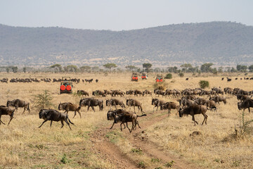 A Safari Trip to the Serengeti