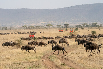 A Safari Trip to the Serengeti - obrazy, fototapety, plakaty