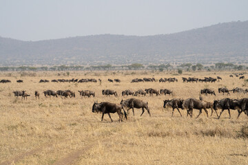 Obraz na płótnie Canvas Migrating Wildebeest in the Serengeti
