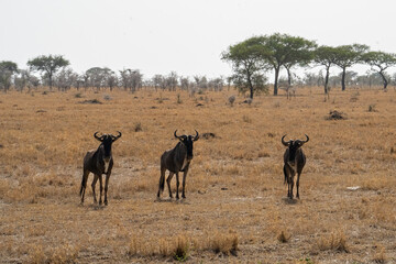 Naklejka na ściany i meble Wildebeest in the Serengeti