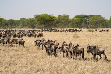 Naklejka na ściany i meble Migrating Wildebeest in the Serengeti
