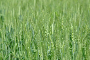 wheat field