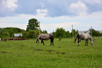 white horses feeding on the green pasture with village and herd on background and heavy clouds