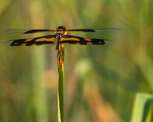 A Tiger Dragon fly resting on a long grass