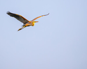 A purple Heron with V wings in flying mode