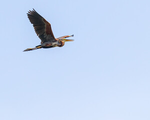 A purple heron flying in blue sky