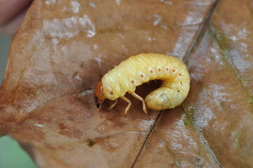 Insect larvae