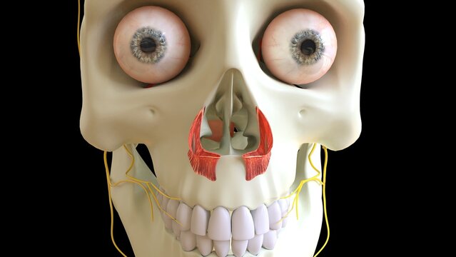 Head Muscles Nasalis anatomy for medical concept 3D rendering