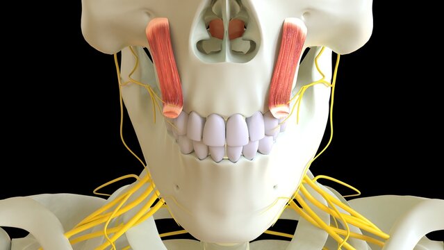 Levator Labii Superioris Muscle anatomy for medical concept 3D rendering