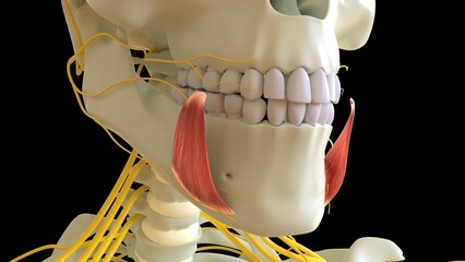 Depressor Anguli Oris Muscle anatomy for medical concept 3D rendering