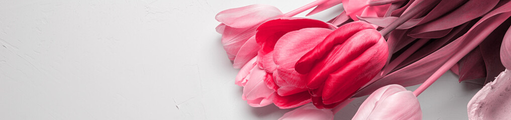 Bouquet of spring tulips closeup, border design panoramic banner. Trendy Toned in Color of the year...