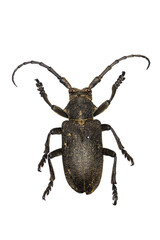 Weaver Beetle (Lamia textor) a 50 years old specimen from beetle collection.
