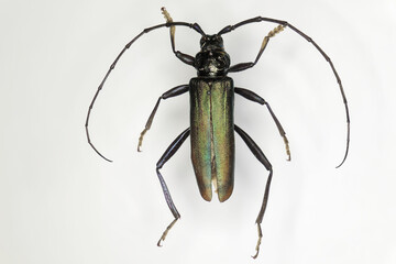 Musk beetle (Aromia moschata), a 50 years old specimen from beetle collection.