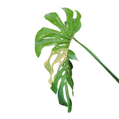 Variegated Monstera Leaf Isolated on White Background with Clipp