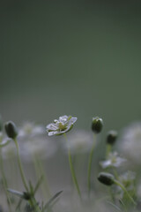 Miniature flowers on the lawn in the morning.