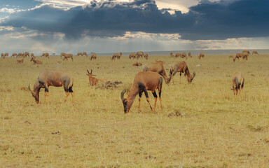 herd on the African Plains 