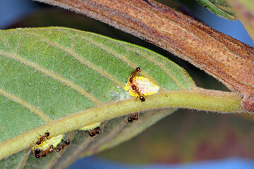 Seychelles scale, Icerya seychellarum (Hemiptera: Monophlebidae) is the dangerous pest of avocado, mango and citrus trees in the Mediterranean Basin and other warm regions of the world.