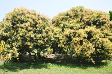 Mango trees with flower