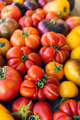Farm tomatoes on the table