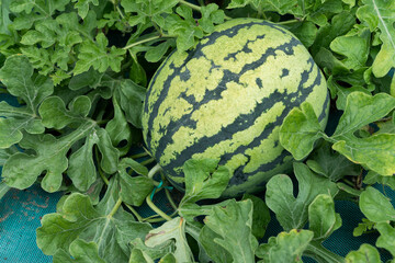 Farm harvest of watermelon on the field