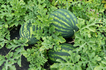 Farm harvest of watermelon on the field