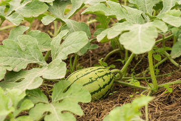 Obraz premium Farm harvest of watermelon on the field