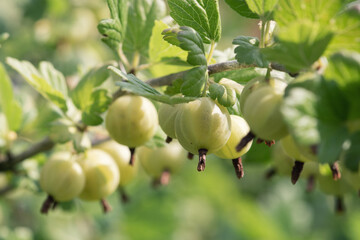 A branch of ripe gooseberries on a bush