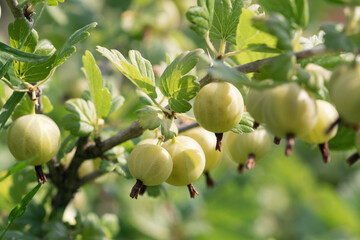 A branch of ripe gooseberries on a bush