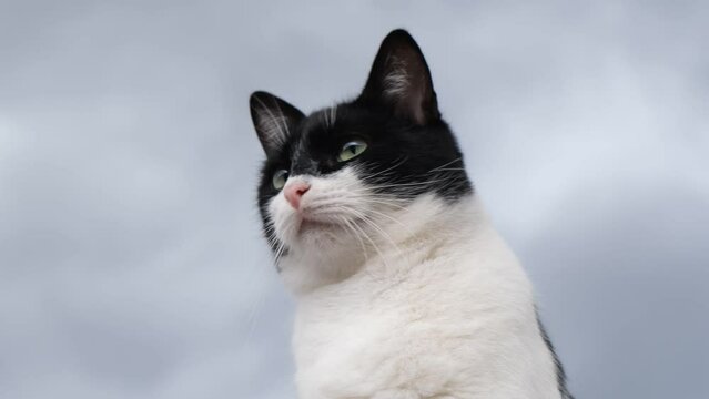 4k vídeo. Slow motion gato blanco y negro de ojos verdes mirando fijamente y de forma atenta en un cielo de tormenta gris. Reflexionando un día de tormenta