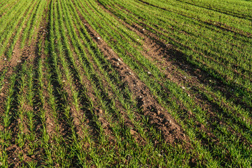 Fototapeta na wymiar Spring filed with wheat seedlings forming regular lines