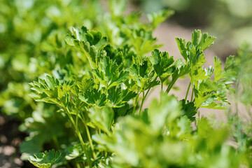Sun shines to young parsley leaves growing in garden