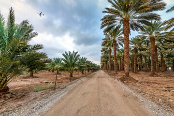Fototapeta na wymiar Countryside gravel road among plantations of date palms, image depicts healthy food and GMO free food production. Agriculture sustainable industry in desert and arid areas of the Middle East