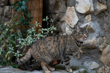 portrait de chat