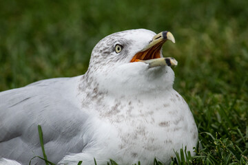 Gaviota 
