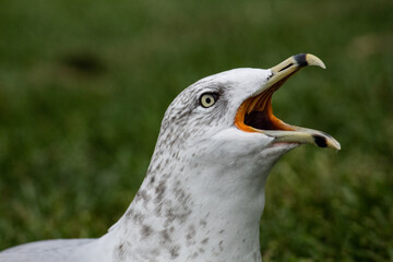 Gaviota 