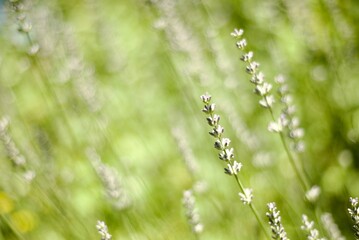 Green natural meadow floral blurred backgrounds. Lavender field.