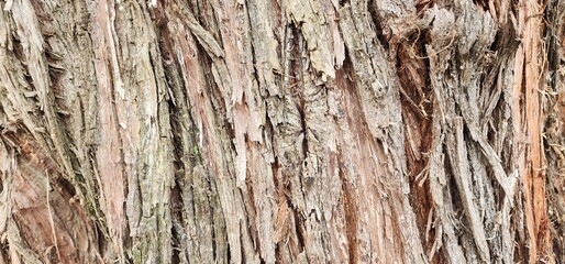Tree bark