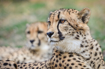 Cheetah in wild