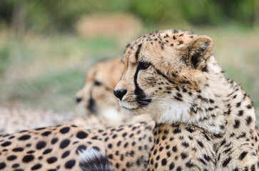 Cheetah in wild