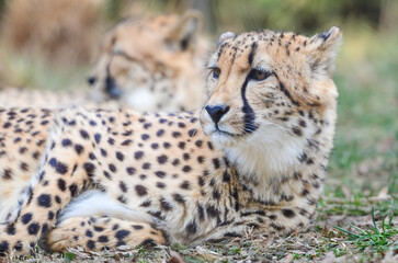 Cheetah in wild