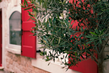olive tree branch on bright wooden orange magenta red open window blinds background
