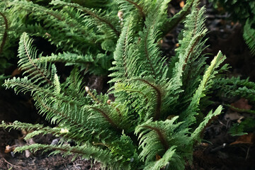 Green fern in a mysterious light in a dense forest
