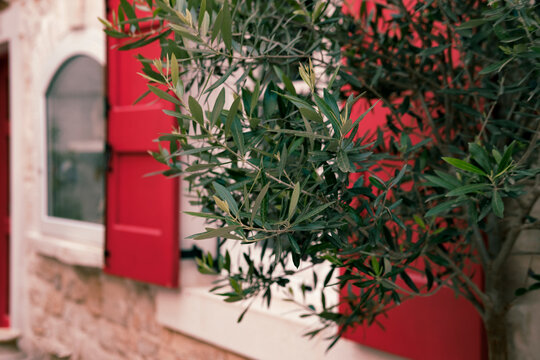 olive tree branch on bright wooden orange magenta red open window blinds background
