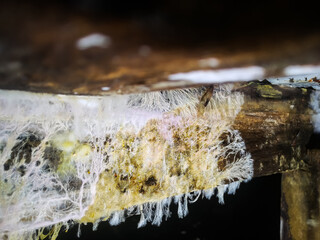 white mold close-up on a wooden block in an old basement