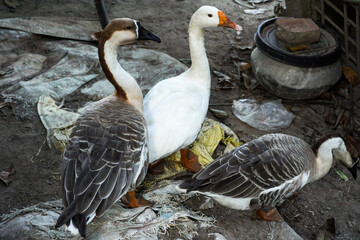 Two gray and one white goose walking in the corner yard (Anser Anser)