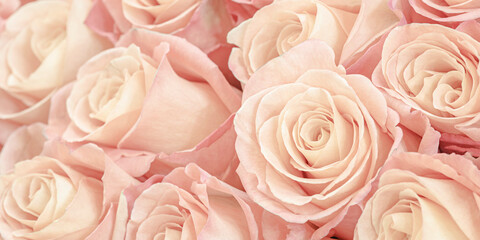 Close up rose flower, delicate macro petals peach cream pastel colors, natural flowery background.