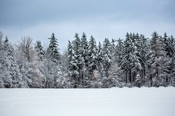Snow covered pine trees in Wisconsin